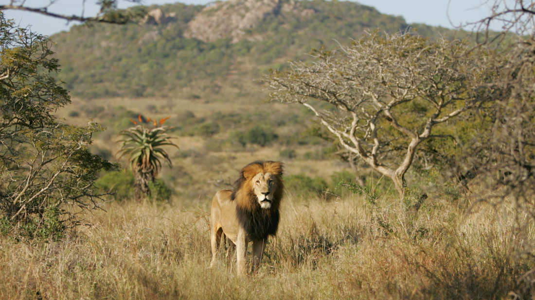 Picture of the king of the forest taken during one of our last South African Gay Friendly Tour